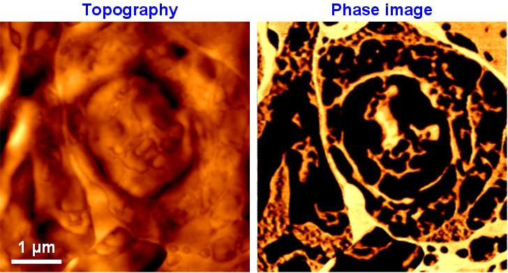 AFM Phase Image of Rat Brain