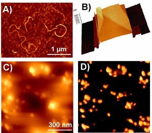 A) AFM image of carbon nanotubes dispersed on a polymer film surface; B) 3D AFM image of a structure; C) surface morphology and D) phase image of a sectioned polymer composite showing the dispersion of additives in the polymer matrix.