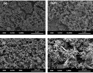Figure 2. SEM images of steel surfaces corroded in: (a) high chloride and (b) low chloride aqueous environments for 56 and 28 days respectively. SEM images of steel surfaces after 56 days of corrosion in simulated groundwater showing the presence of aragonite (c) (sharp poofs) and gypsum (d) (smooth sticks) surface deposits.
